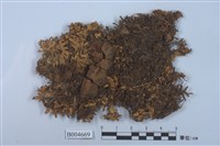 藏品(島衣屬 )的圖片